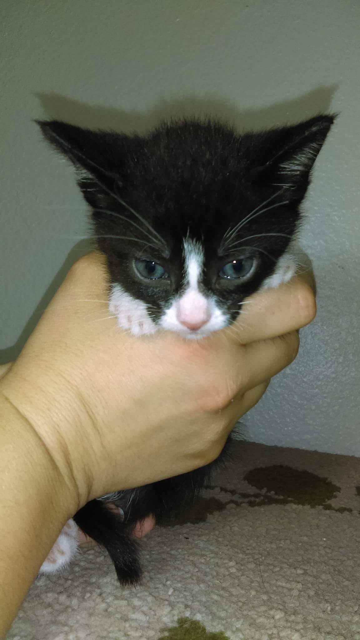 Why You Should Never Give Pets Away ‘Free to a Good Home’